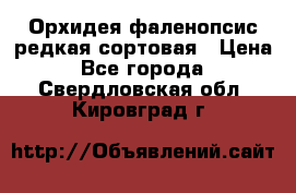 Орхидея фаленопсис редкая сортовая › Цена ­ 800 - Все города  »    . Свердловская обл.,Кировград г.